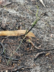 Thysanotus patersonii