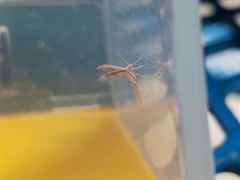 Lioptilodes albistriolatus