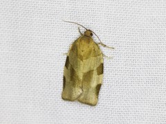 Choristoneura hebenstreitella