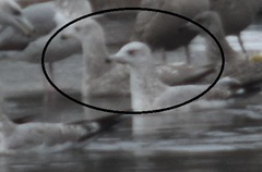 Larus argentatus × hyperboreus