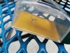 Lioptilodes albistriolatus