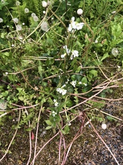 Arabis eschscholtziana
