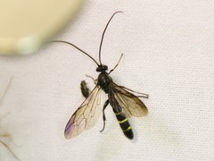 Metopius pollinctorius