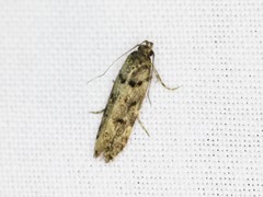 Teleiopsis diffinis