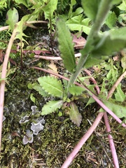 Arabis eschscholtziana