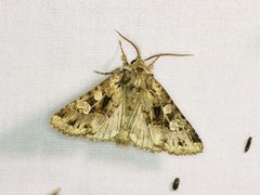 Pachetra sagittigera