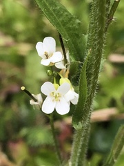 Arabis eschscholtziana