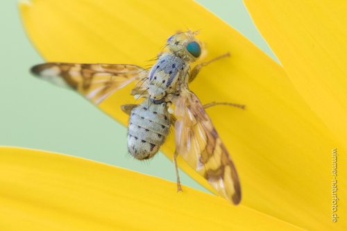 Orellia nuotrauka