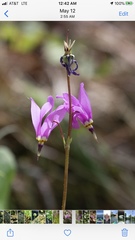 Primula fassettii