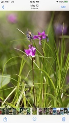 Primula fassettii