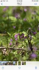 Primula fassettii
