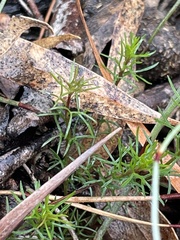 Platysace heterophylla