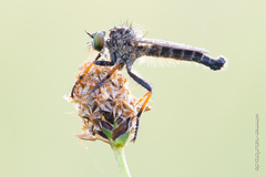 Neoitamus cothurnatus