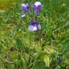 Pinguicula leptoceras