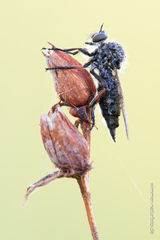 Leptarthrus brevirostris