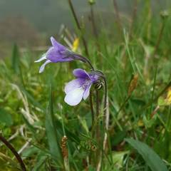 Pinguicula leptoceras