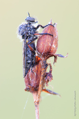 Leptarthrus brevirostris