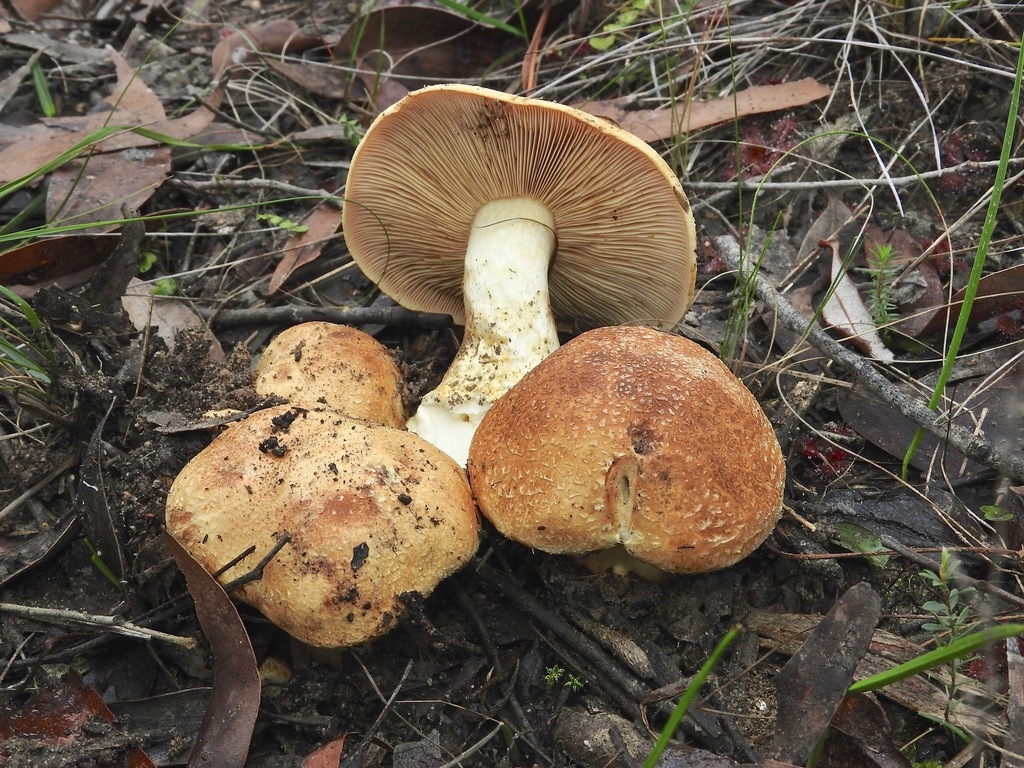 Phlegmacium areolatoimbricatum