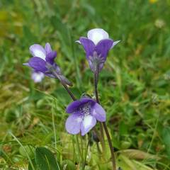 Pinguicula leptoceras