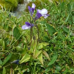 Pinguicula leptoceras