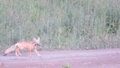 Vulpes corsac