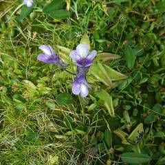 Pinguicula leptoceras