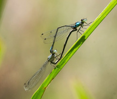 Zoniagrion exclamationis