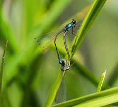 Zoniagrion exclamationis
