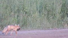Vulpes corsac