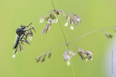 Leptarthrus brevirostris