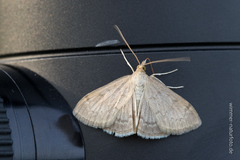 Anania fuscalis
