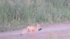 Vulpes corsac