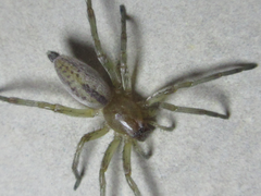 Araneae