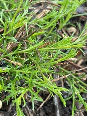 Platysace heterophylla heterophylla