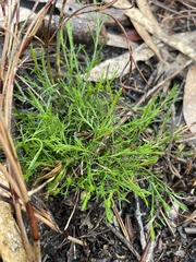 Platysace heterophylla heterophylla