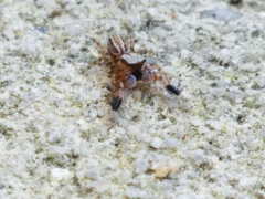 Marpissa lineata