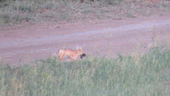 Vulpes corsac