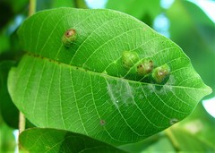 Aceria erinea