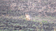 Vulpes corsac