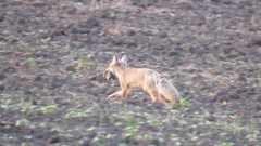 Vulpes corsac