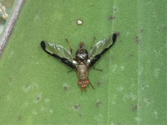 Diacrita costalis