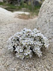 Leptosiphon melingii