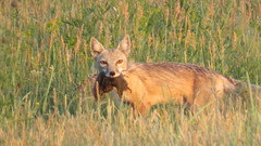Vulpes corsac
