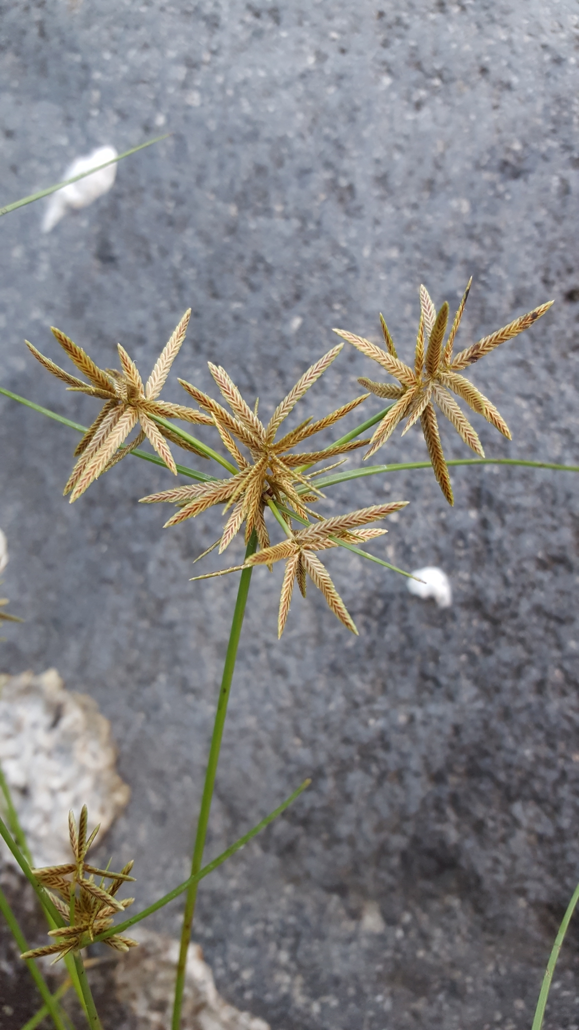 (c) François Rousseu, certains droits réservés (CC BY-NC) https://www.inaturalist.org/observations/83476951