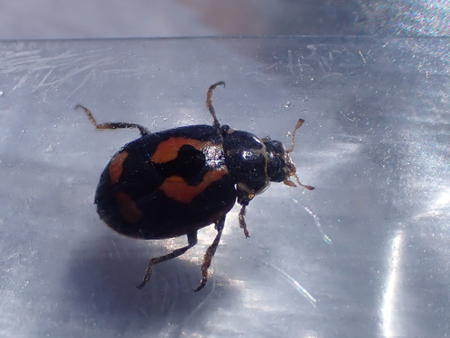 Hippodamia arctica photographed in Alaska