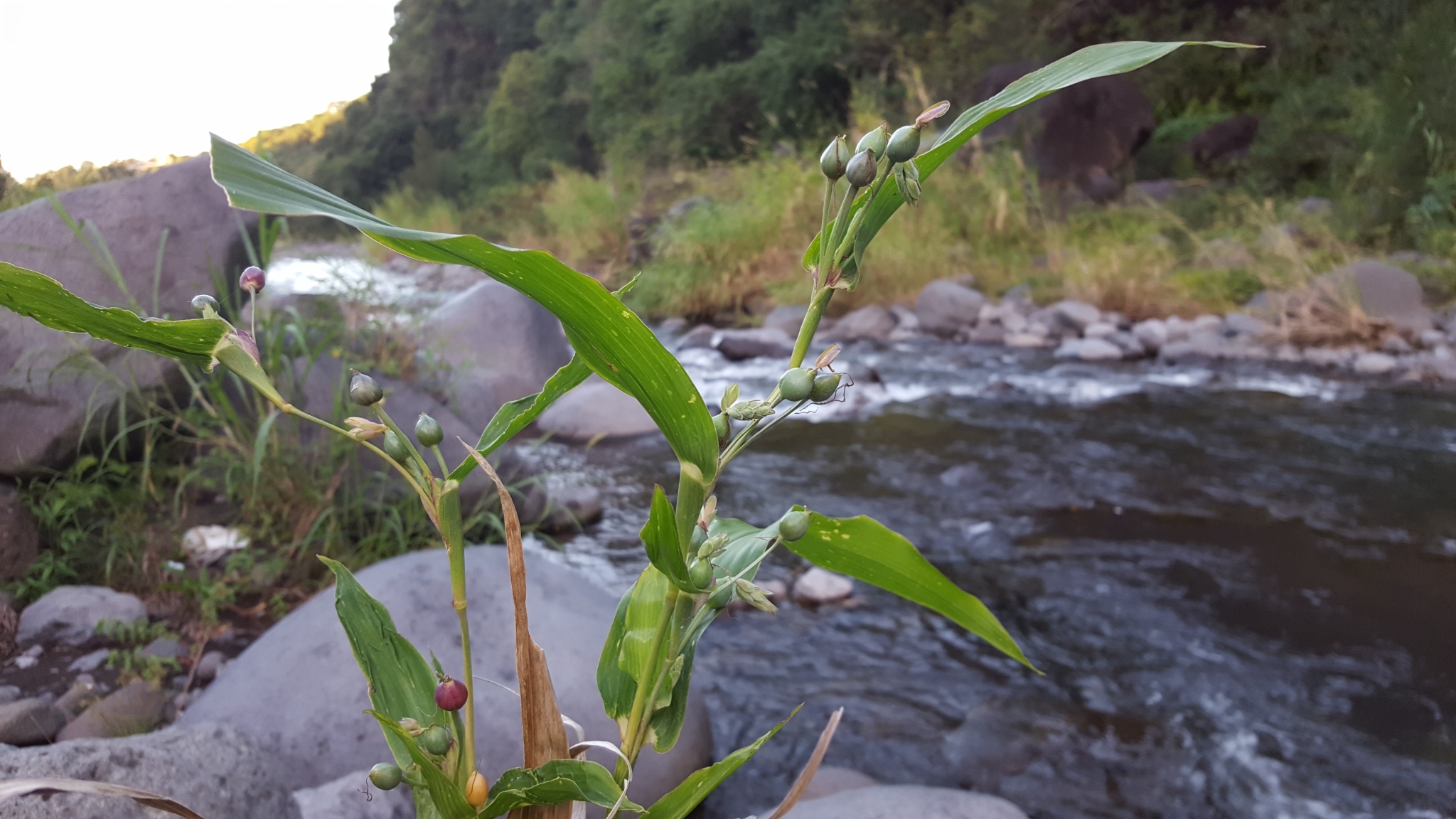 (c) François Rousseu, certains droits réservés (CC BY-NC) https://www.inaturalist.org/observations/83476970