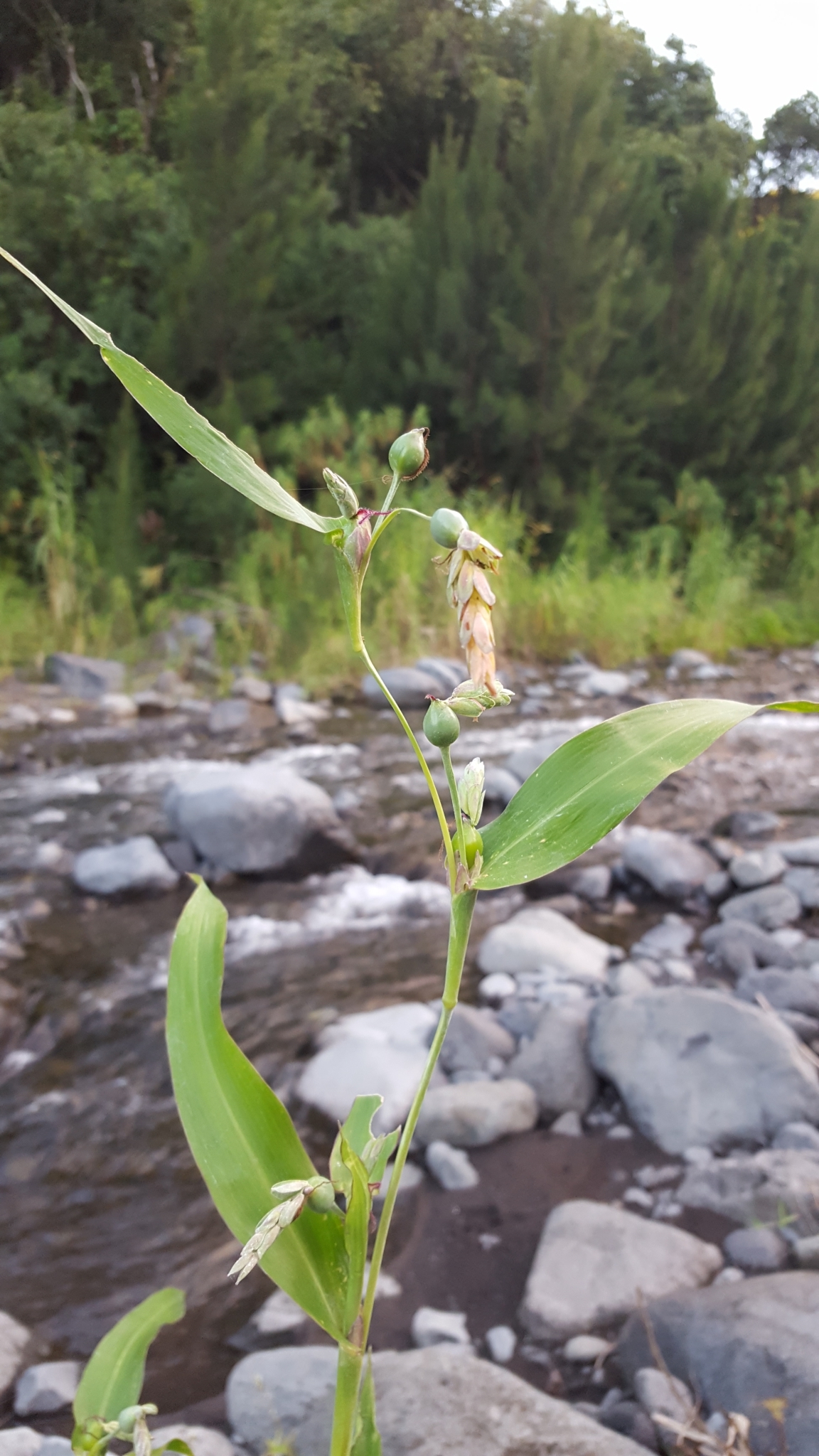 (c) François Rousseu, certains droits réservés (CC BY-NC) https://www.inaturalist.org/observations/83476970