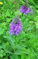 Dactylorhiza × grandis