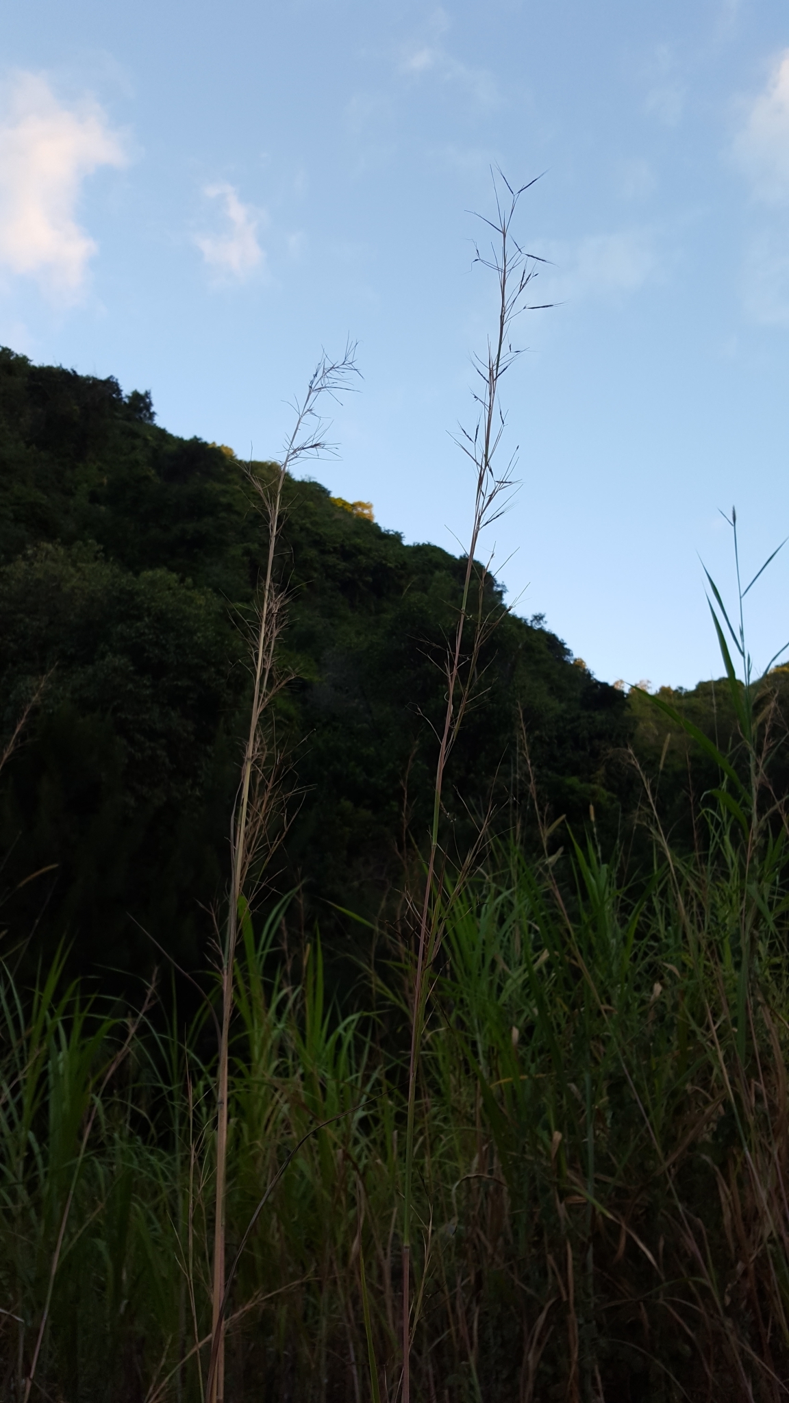 (c) François Rousseu, certains droits réservés (CC BY-NC) https://www.inaturalist.org/observations/83477042