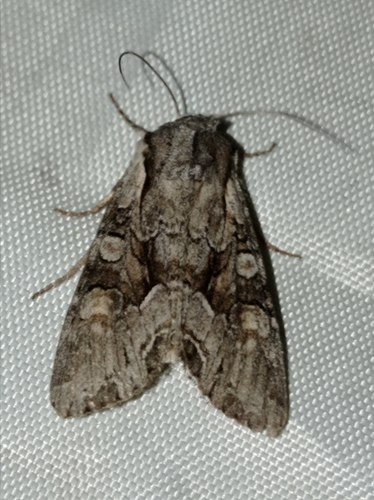 Light Brocade